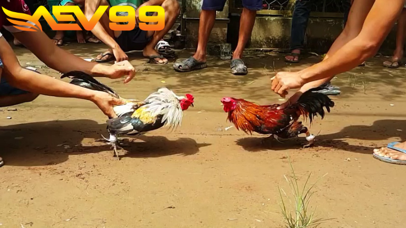 đá gà cựa sắt 02