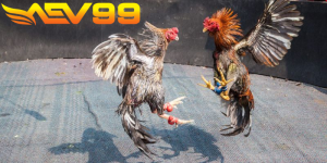 đá gà cựa sắt 01